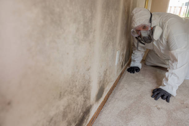 Asbestos and Lead Testing During Mold Inspection